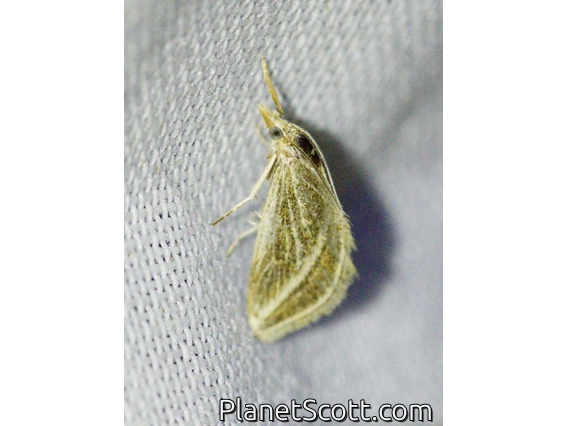 Crambid Snout Moth (Crambidae sp)