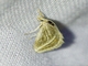Crambid Snout Moth (Crambidae sp)