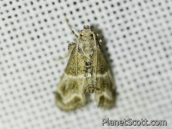 Crambid Snout Moth (Crambidae sp)