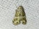 Crambid Snout Moth (Crambidae sp)