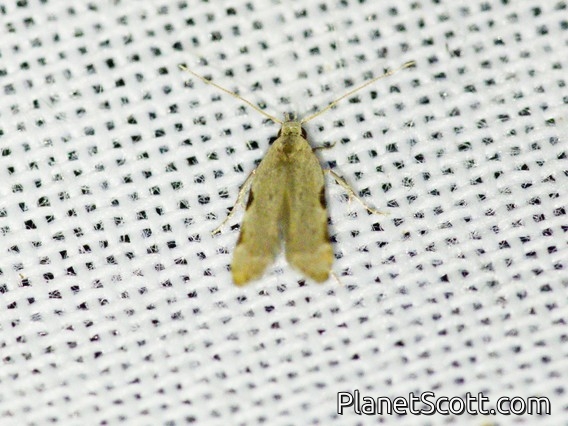 Tufted Moth (Nolidae sp)