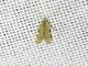 Tufted Moth (Nolidae sp)