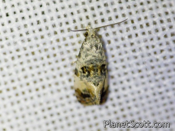 Tortricid Leafroller Moth (Tortricidae sp)