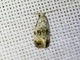 Tortricid Leafroller Moth (Tortricidae sp)