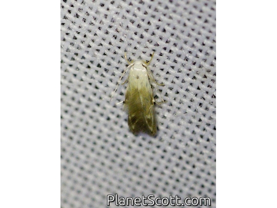 Tufted Moth (Nolidae sp)