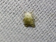 Tufted Moth (Nolidae sp)