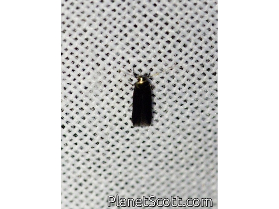 Tufted Moth (Nolidae sp)