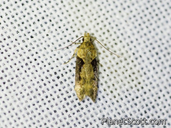 Twirler Moth (Chionodes sp)