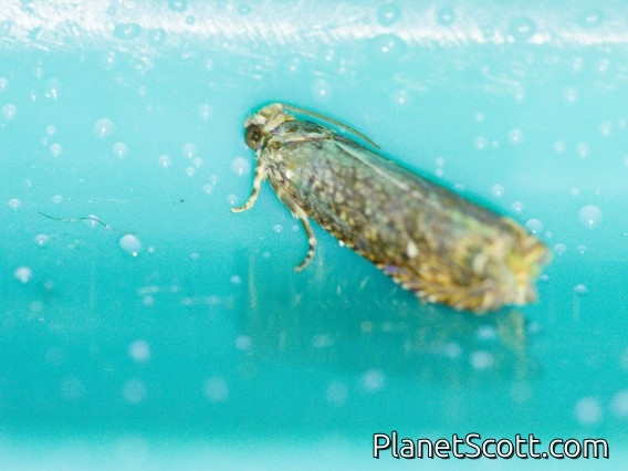 Olethreutinae Leafroller Moth (Olethreutinae sp)