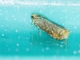 Olethreutinae Leafroller Moth (Olethreutinae sp)