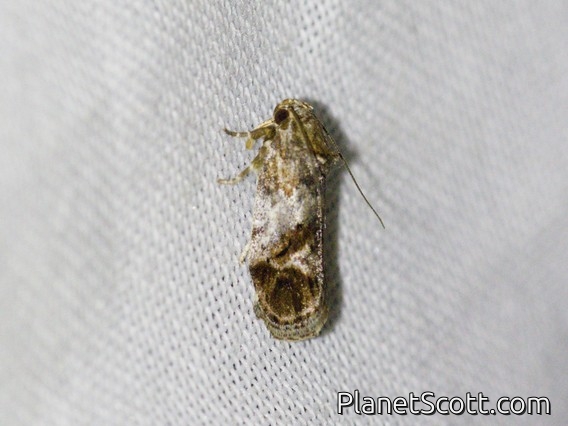 Tortricid Leafroller Moth (Tortricidae sp)