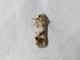 Tortricid Leafroller Moth (Tortricidae sp)