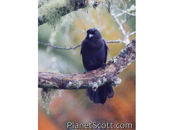 Purplish Jay (Cyanocorax cyanomelas)