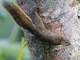 Bolivian Squirrel (Sciurus ignitus)