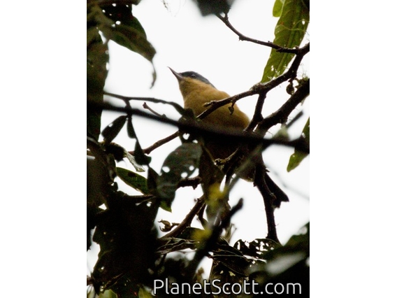 Rusty Flowerpiercer (Diglossa sittoides)