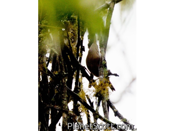 Fulvous Wren (Cinnycerthia fulva)