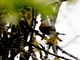 Fulvous Wren (Cinnycerthia fulva)