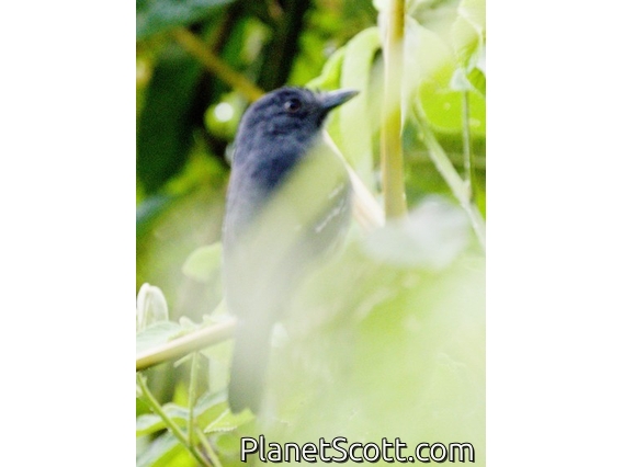 Upland Antshrike (Thamnophilus aroyae)