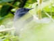 Upland Antshrike (Thamnophilus aroyae)