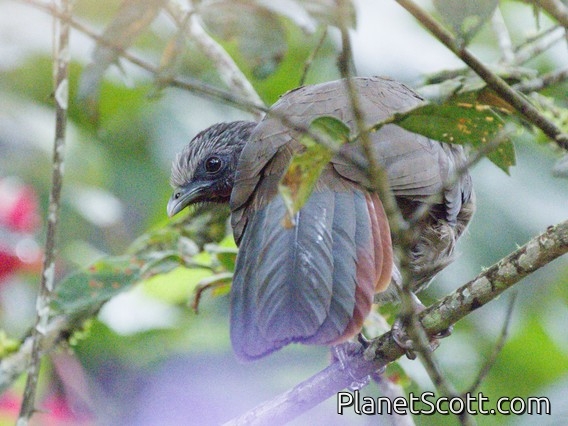 Speckled Chachalaca (Ortalis guttata)