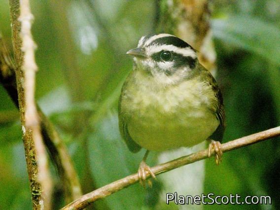 Yungas Warbler (Basileuterus punctipectus)