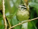 Yungas Warbler (Basileuterus punctipectus)