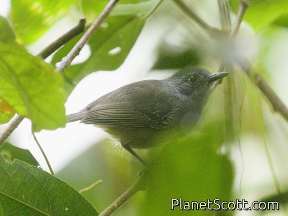 Plain Antvireo (Dysithamnus mentalis)