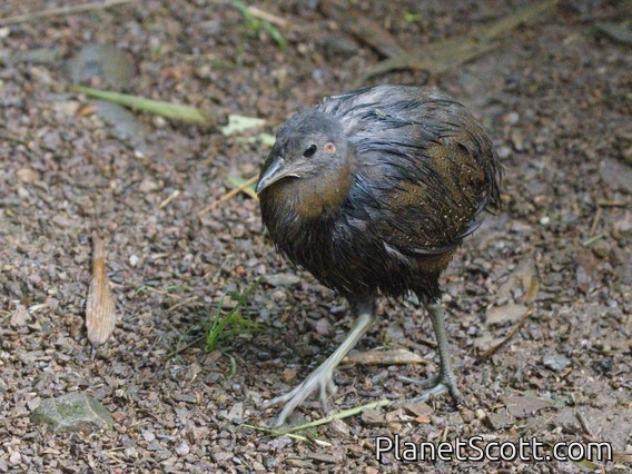 Brown Tinamou (Crypturellus obsoletus)