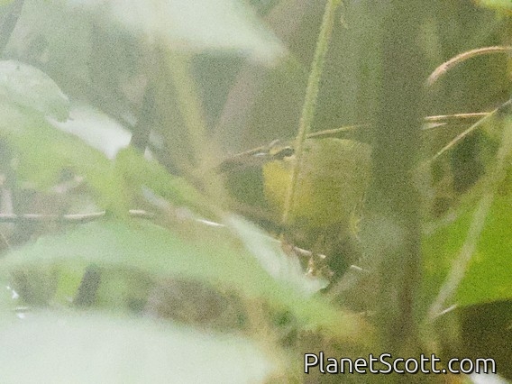 Two-banded Warbler (Myiothlypis bivittata)