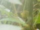 Two-banded Warbler (Myiothlypis bivittata)