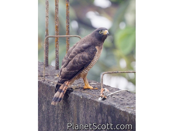 Roadside Hawk (Rupornis magnirostris)