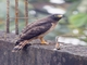 Roadside Hawk (Rupornis magnirostris)