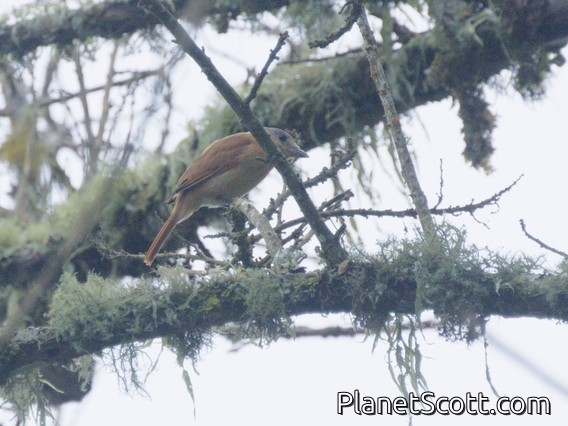 Chestnut-crowned Becard (Pachyramphus castaneus)