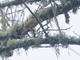 Chestnut-crowned Becard (Pachyramphus castaneus)