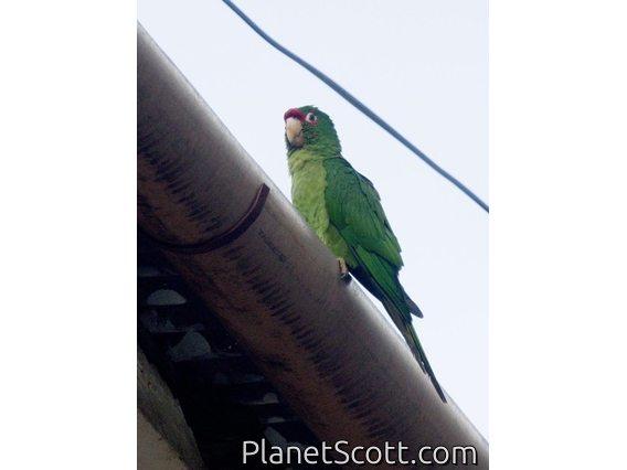 Mitred Parakeet (Psittacara mitratus)