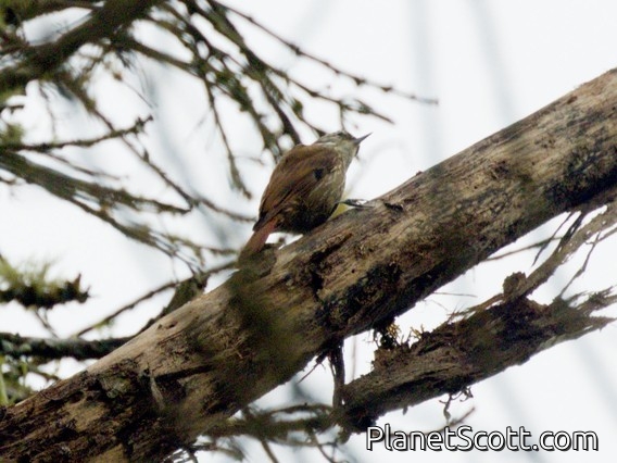 Streaked Xenops (Xenops rutilans)