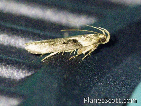 Twirler Moth (Chionodes sp)