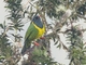 Band-tailed Fruiteater (Pipreola intermedia)