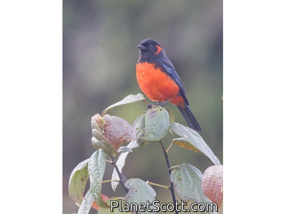 Scarlet-bellied Mountain Tanager (Anisognathus igniventris)