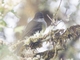 Pale-edged Flycatcher (Myiarchus cephalotes)