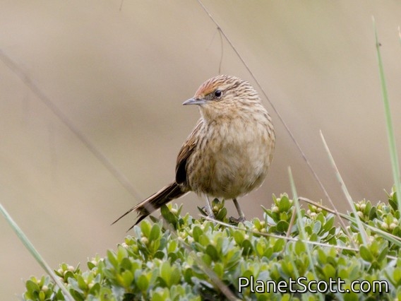 Scribble-tailed Canastero (Asthenes maculicauda)