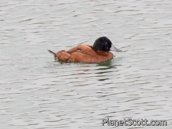 Andean Duck (Oxyura ferruginea)