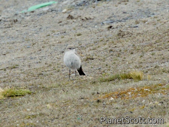 Puna Ground-Tyrant (Muscisaxicola juninensis)