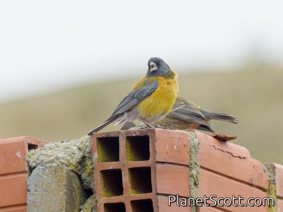 Peruvian Sierra Finch (Phrygilus punensis)