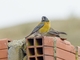 Peruvian Sierra Finch (Phrygilus punensis)