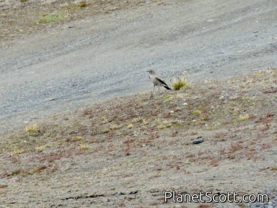 Taczanowski's Ground-Tyrant (Muscisaxicola griseus)