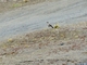 Taczanowski's Ground-Tyrant (Muscisaxicola griseus)