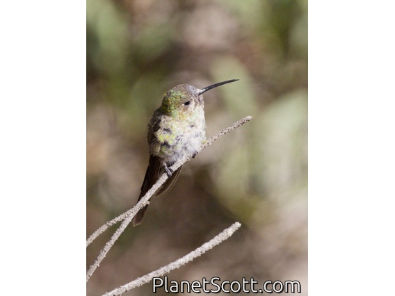 White-bellied Hummingbird (Elliotomyia chionogaster)