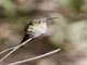 White-bellied Hummingbird (Elliotomyia chionogaster)