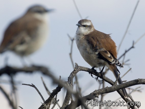 Brown-backed Mockingbird (Mimus dorsalis)